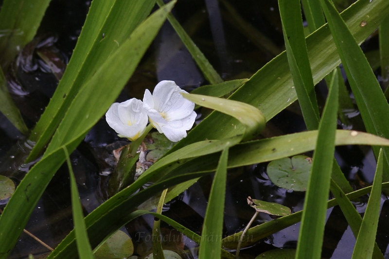 Stratiotes aloides.JPG